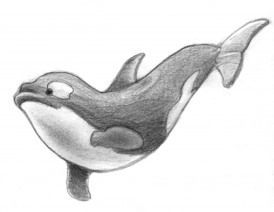 [Ilustraciones] orca a lápiz